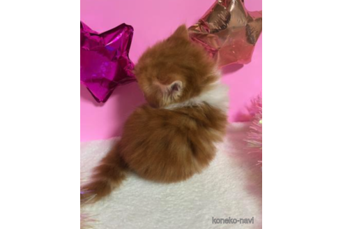 成約済の大阪府のスコティッシュフォールド-68347の4枚目